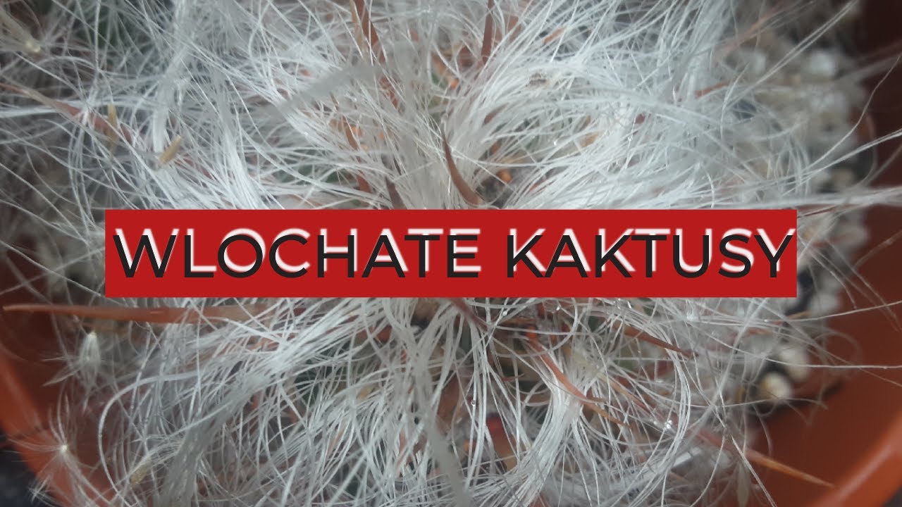 Włochate kaktusy| 5 kudłatych kaktusów w mojej kolekcji