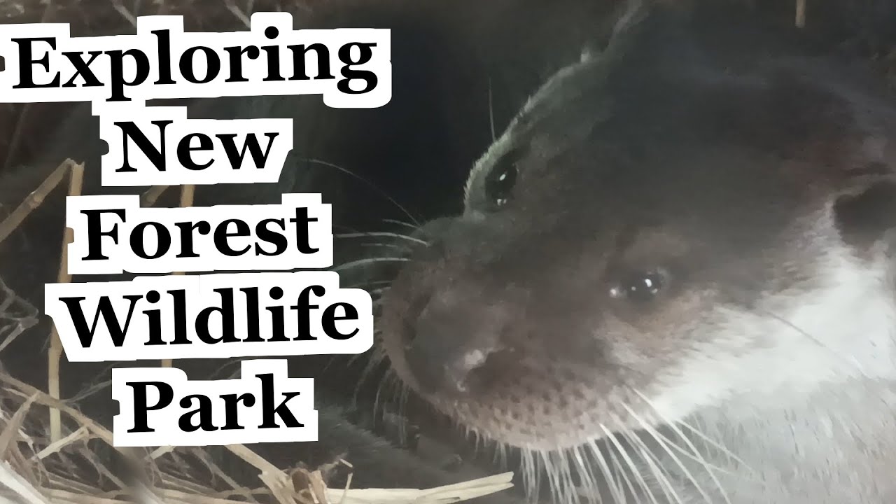 Guided Walk Through New Forest Wildlife Park - Journey in a Native Animal Species Haven | UK Tour