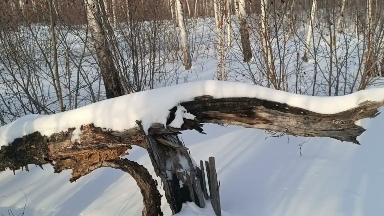 Проверка капканов часть 〽️ 24, закрываю дальний путик.