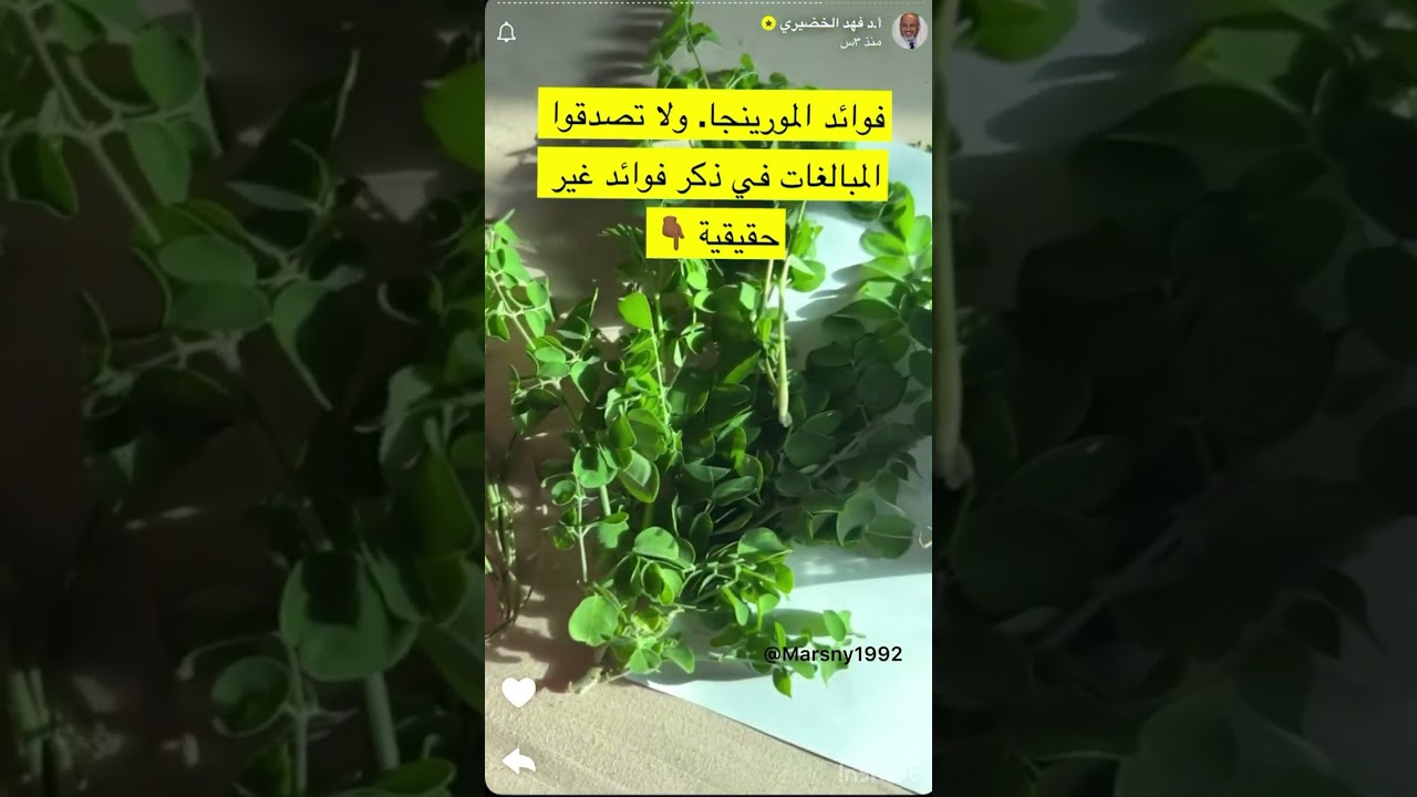 الدكتور فهد الخضيري كيف تتناول المورينجا