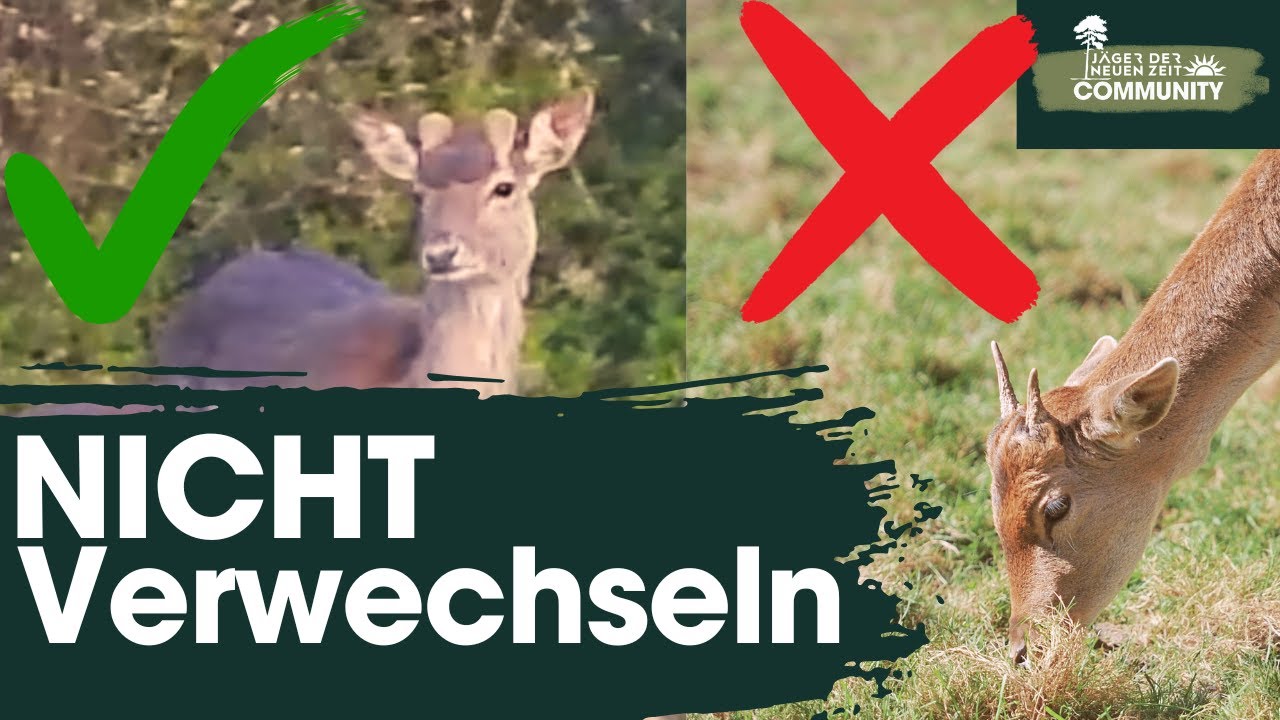 SCHONZEITVERGEHEN vermeiden! Wie Du Damspie&szlig;er und Schmalspie&szlig;er sicher unterscheidest