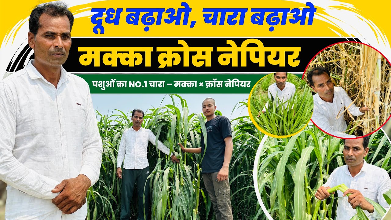 दूध बढ़ाने वाला हरा चारा ! 🌿🐄मक्का क्रॉस नेपियर अब किसानों की पहली पसंद ✅ Makka Green Fodder