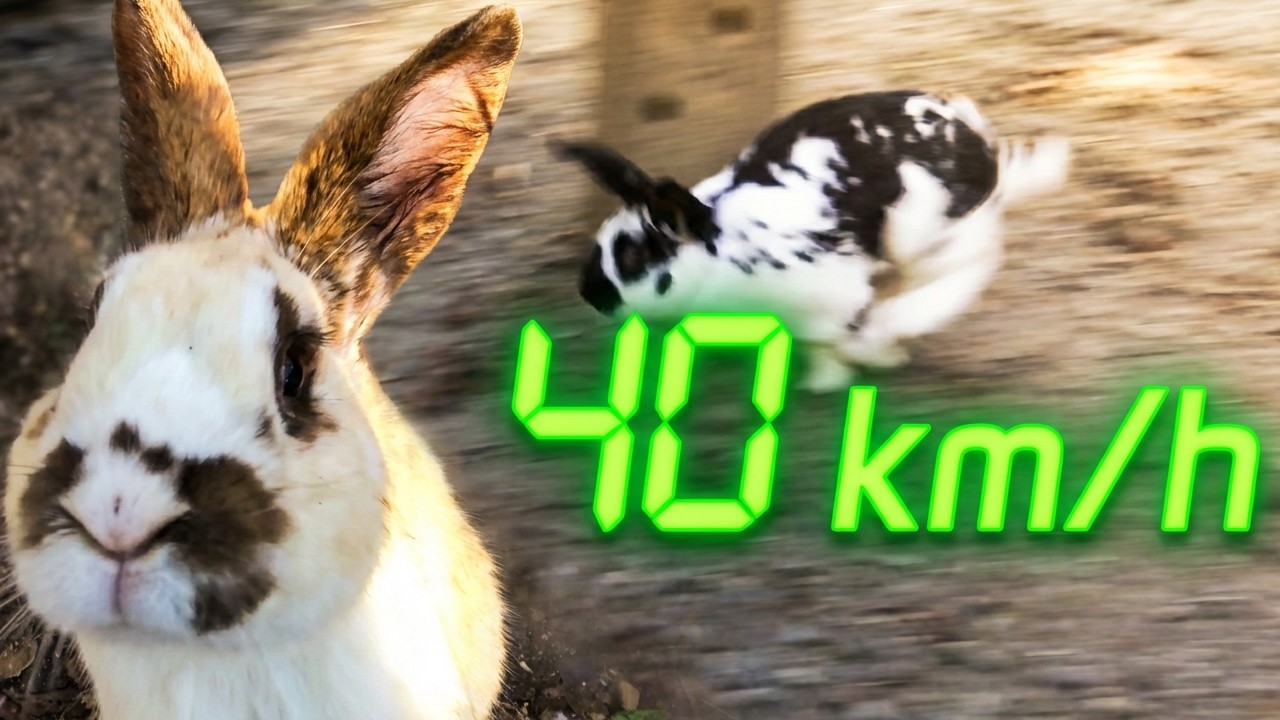 À quelle vitesse court le lapin ?🐰