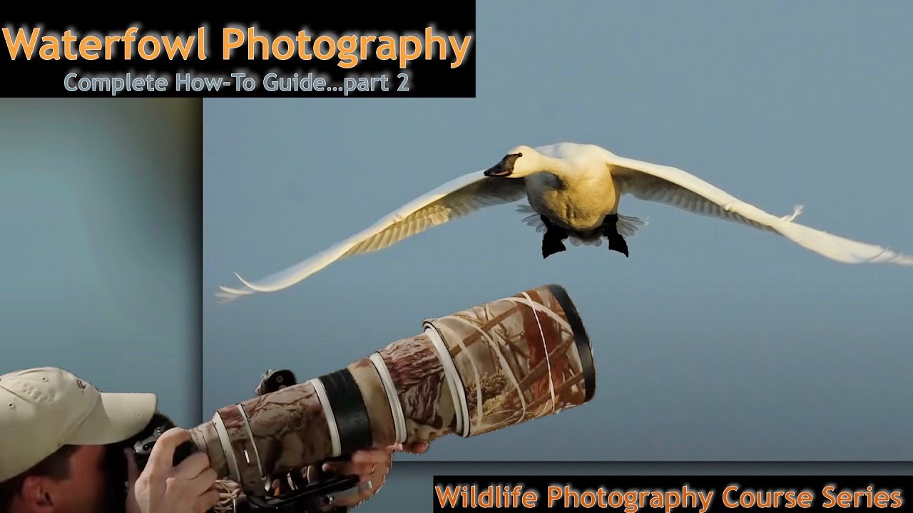 Waterfowl Photography Part 2   Wild Photo Adventures