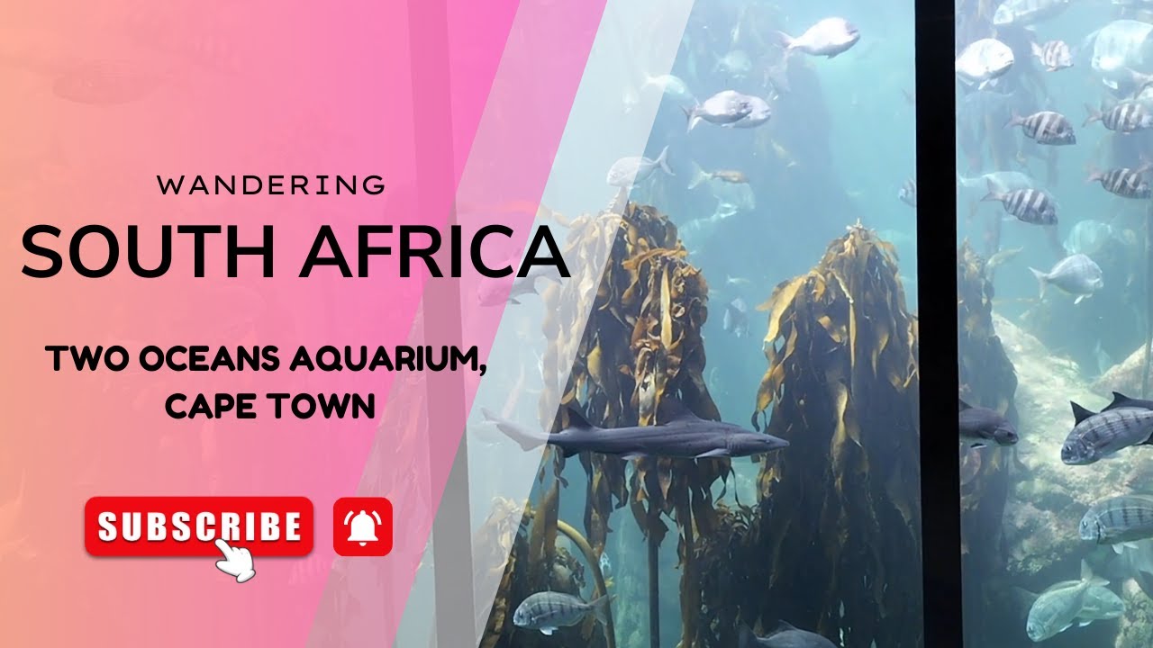 Exploring The Two Oceans Aquarium in Cape Town #explore #aquarium #sea