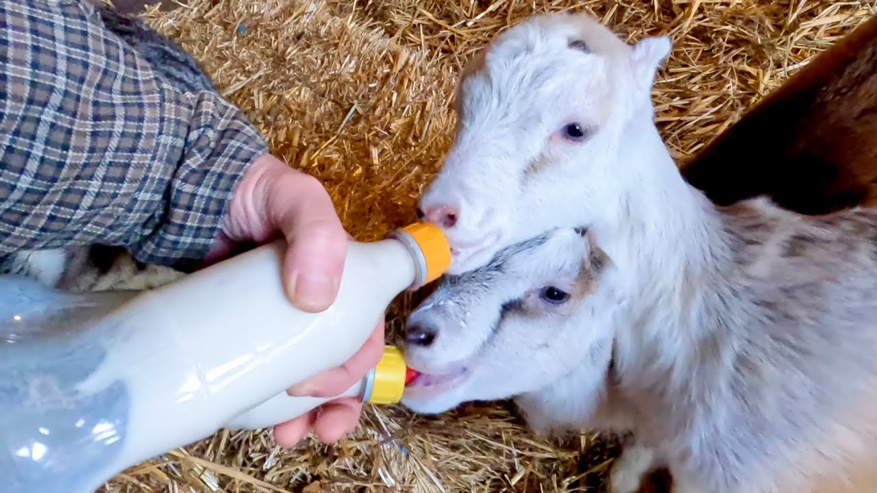 Bottle baby La Mancha goats; Goat Update #36