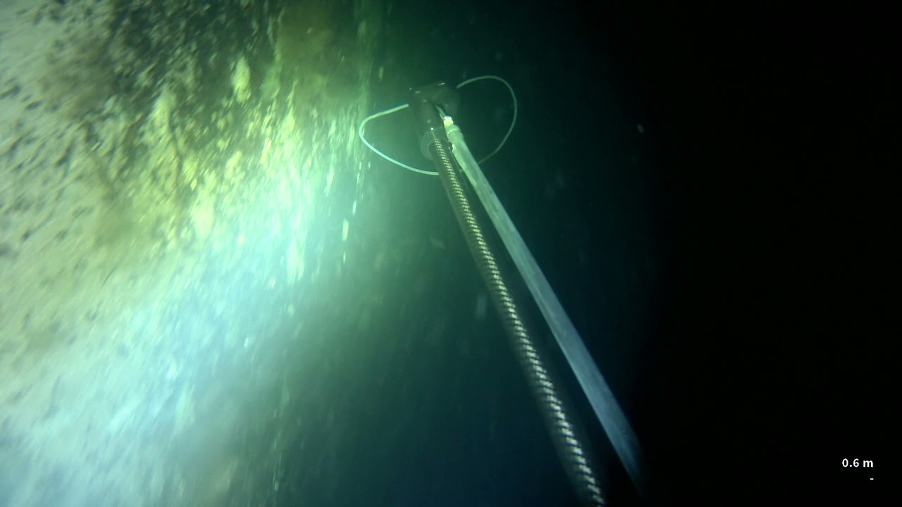 Havørred Øresund 2025