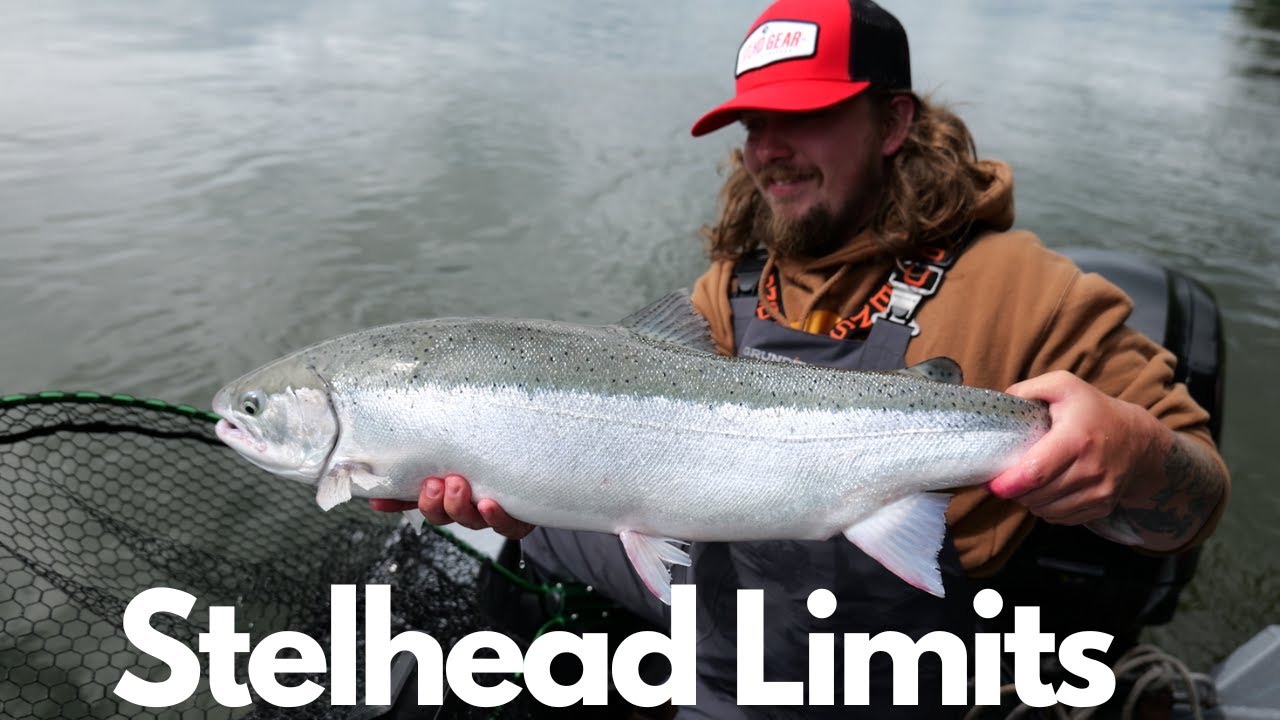 Steelhead Limit Columbia River | Seal WANTS My Steelhead |