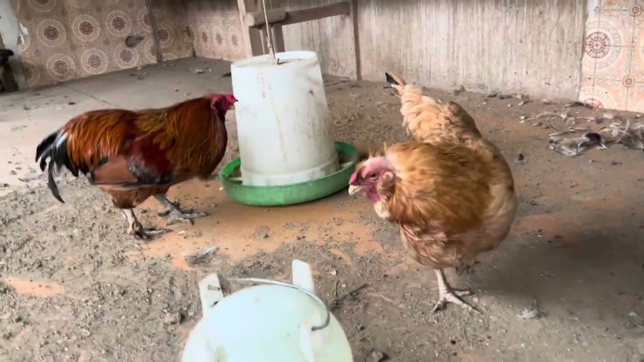 鳥だらけ