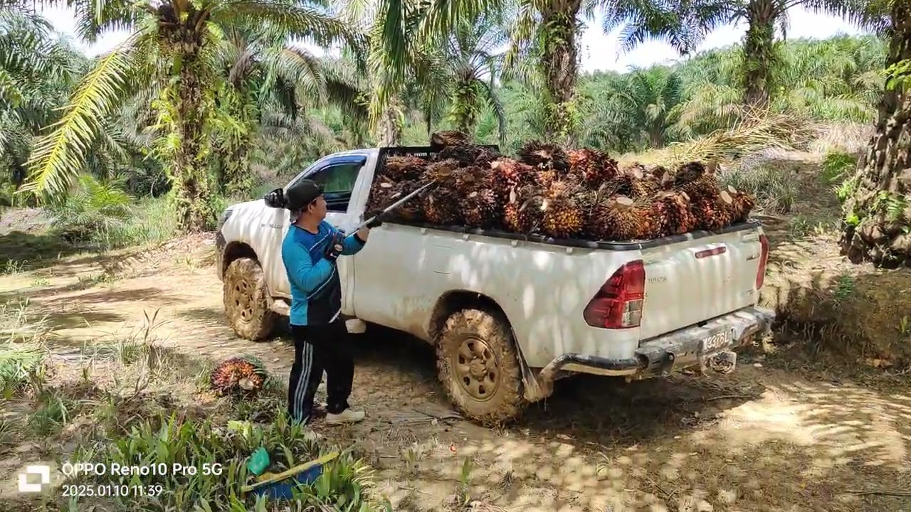 belajar nusun buah sawit ba single cab