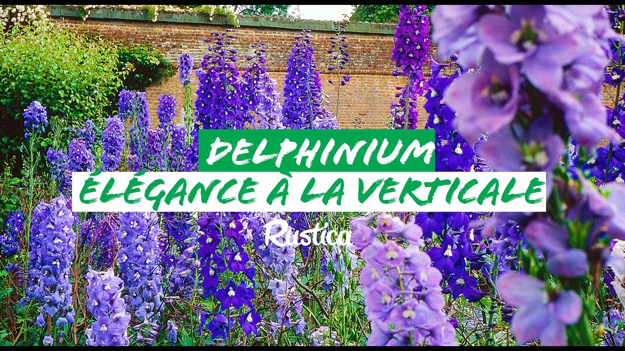 Delphinium, &eacute;l&eacute;gance &agrave; la verticale