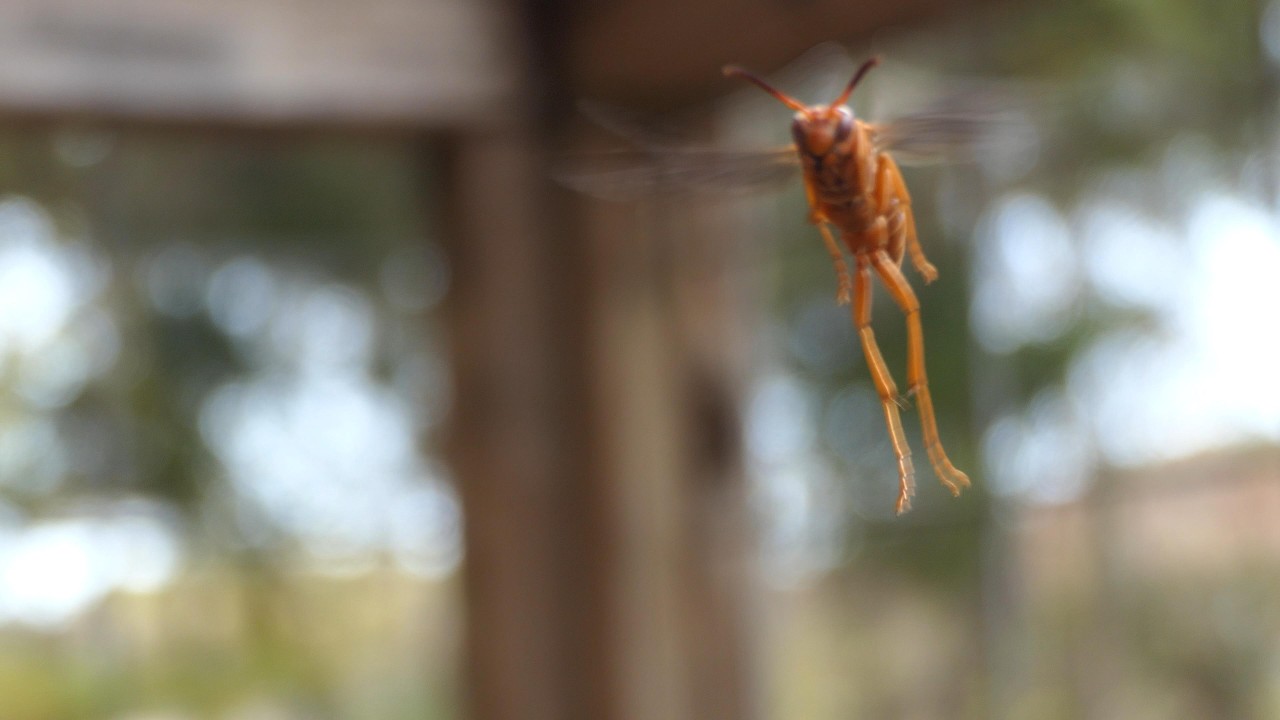 Red Paper Wasps confront each other and a Human observer