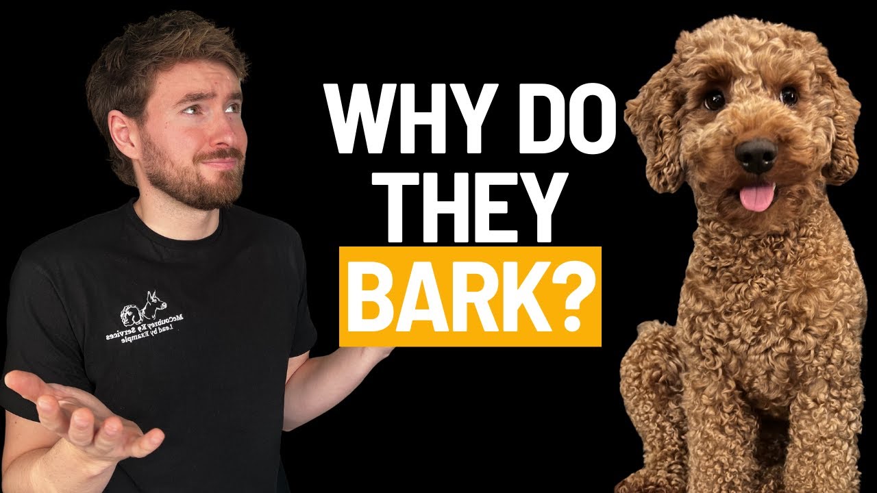 Why Your Cockapoo Barks Non-Stop (The Real Reason Exposed)