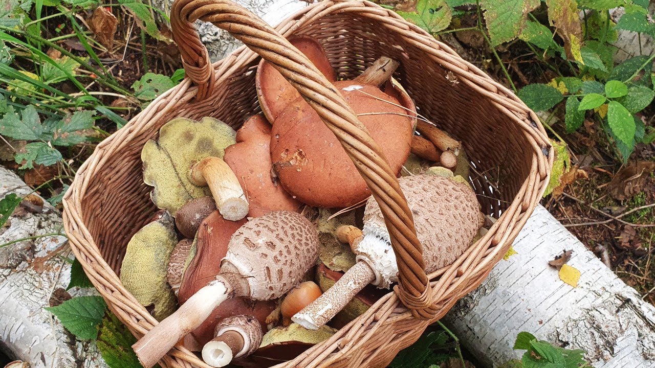 Grzyby leśne  podsmażane -  jak przygotować do zamrożenia
