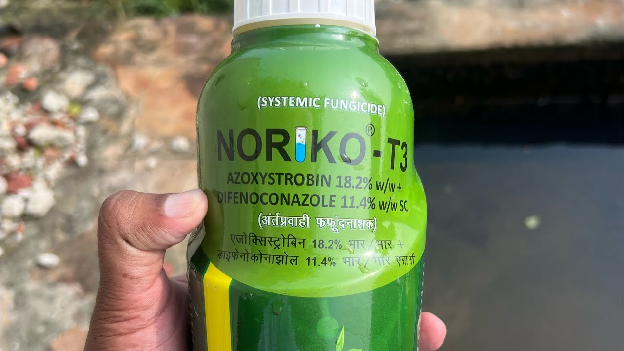 Jhona series first spray of npk 13 0 45 with boron and fungicide #fungicides #npk #boron 