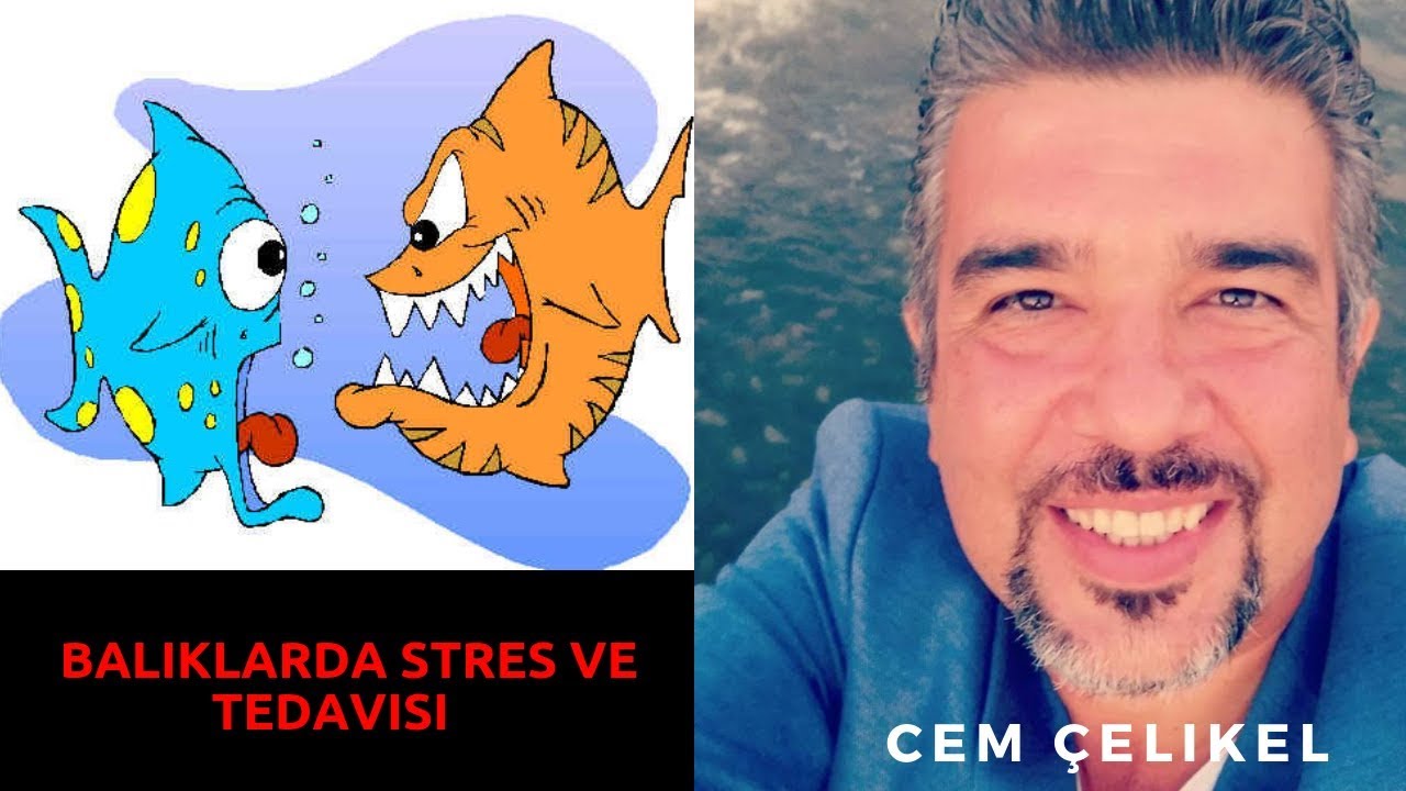 BALıKLARDA STRES NEDENLERi VE TEDAViSi(Hasta Akvaryum Balıkları Lepistes Ciklet Japon Neden Ölür)