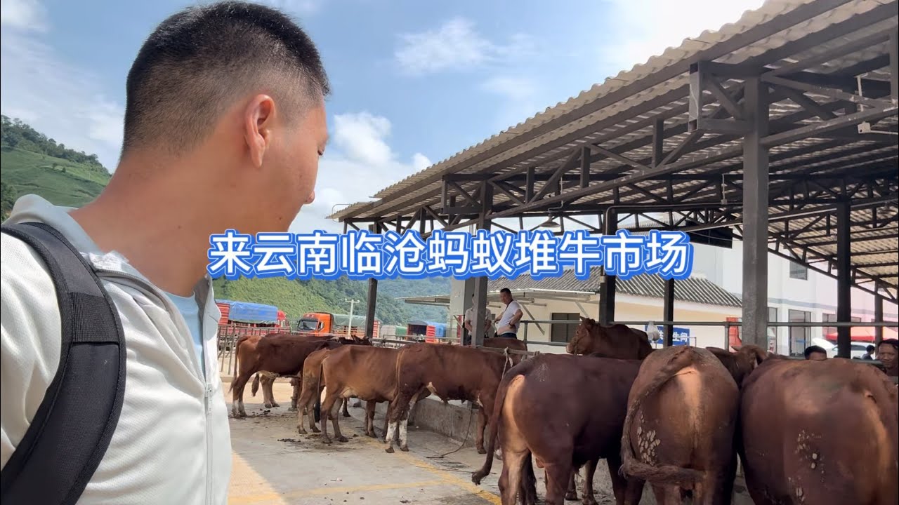 来到云南临沧蚂蚁堆乡，这里很多的黄牛水牛马驴数不胜数