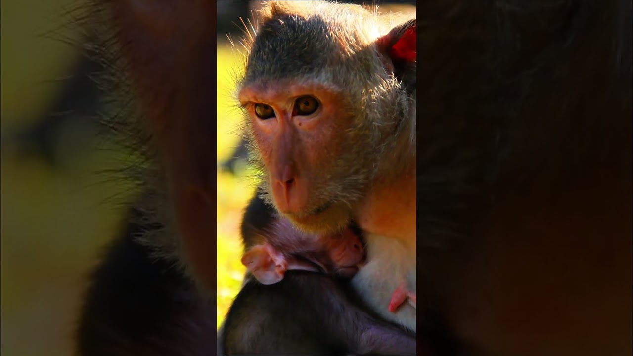 Adorable baby monkey sleeping well