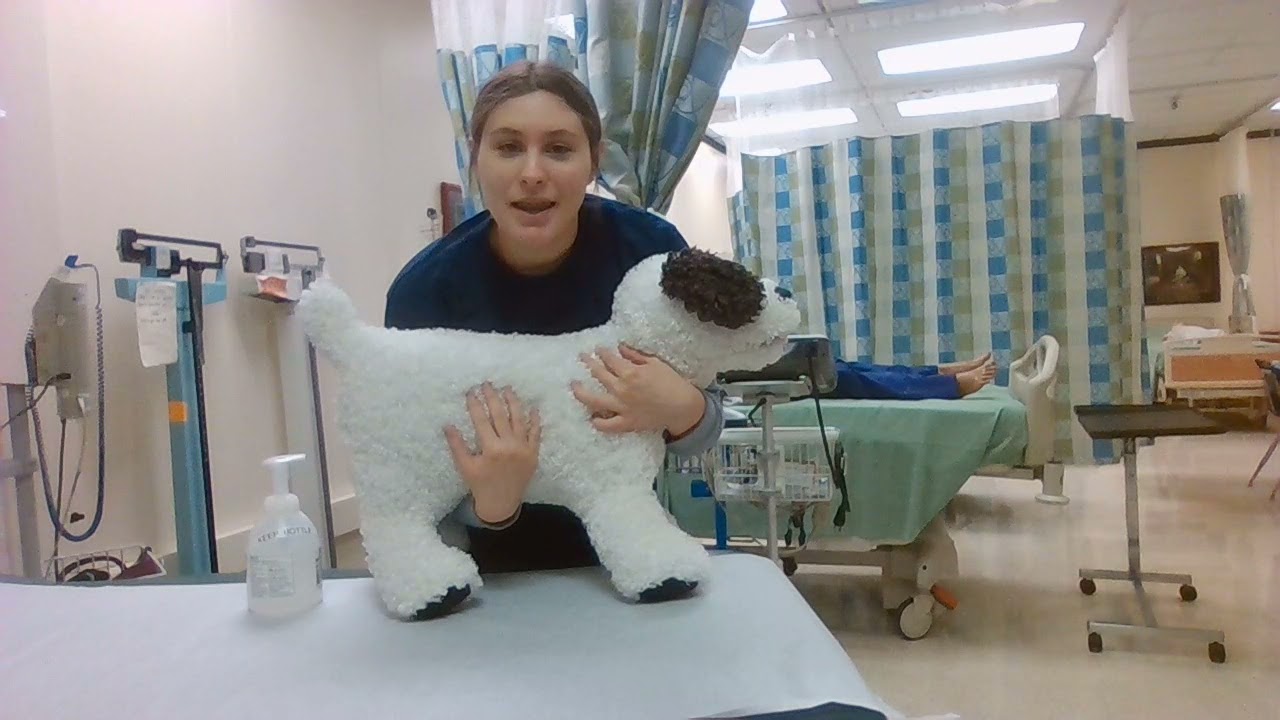 Lifting and Restraining a Dog HOSA Abby Schuirmann Career Prep Center