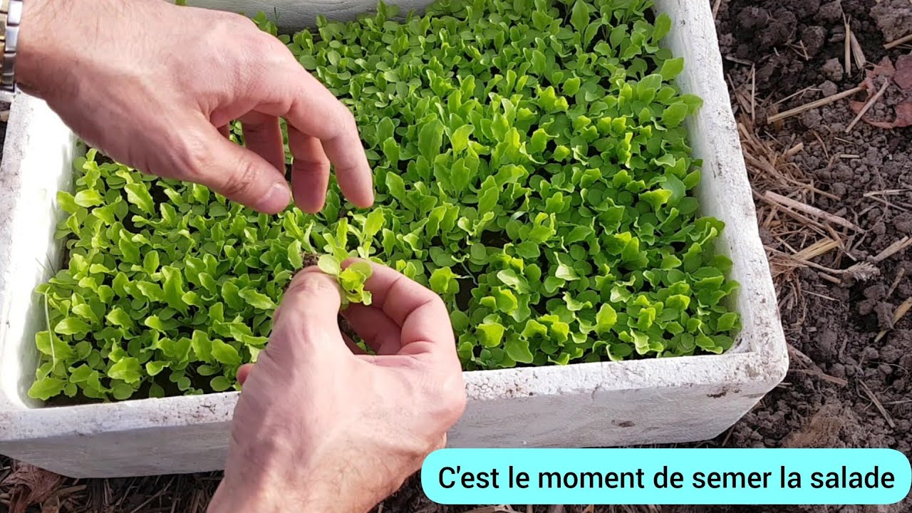 Comment je sème la salade sans terreau ? 2024