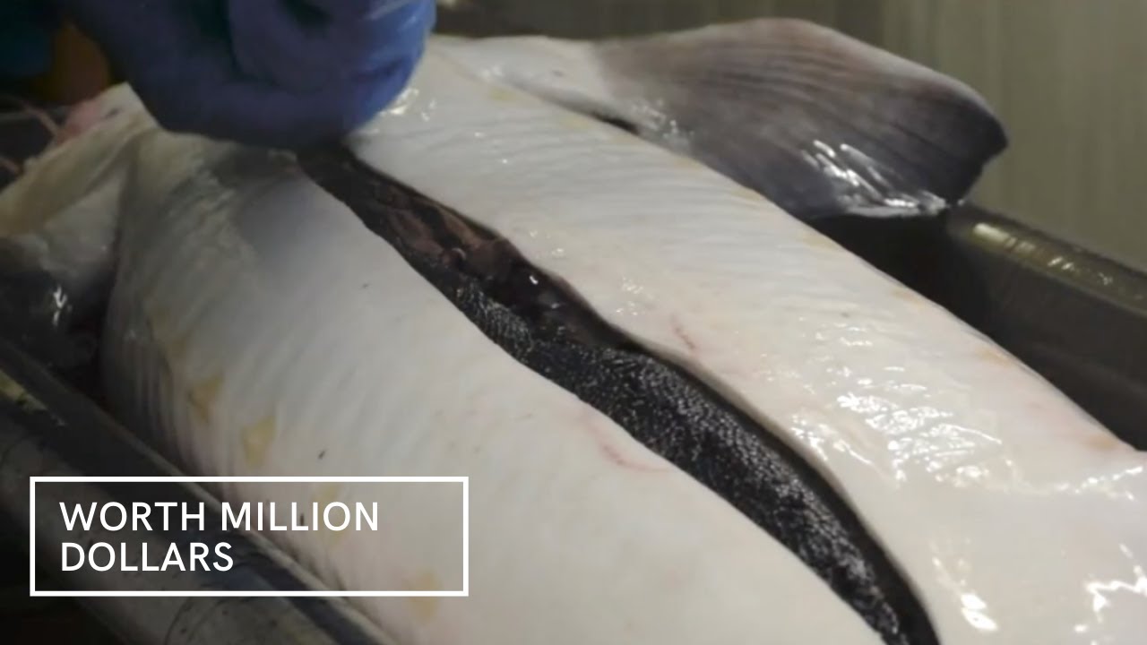Inside Million Dollars Worth Caviar Farm | How They Farmed And Processed