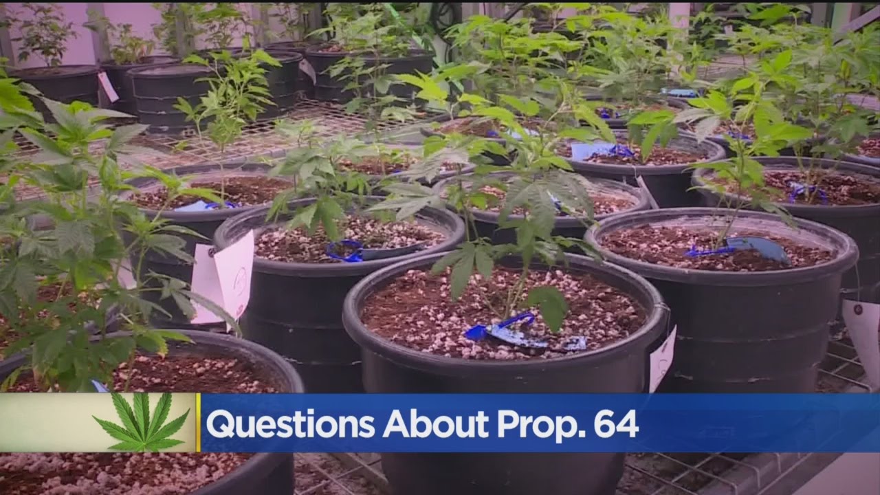Proposition 64: Legal Recreational Marijuana Raises Concerns For Medical Pot Grows