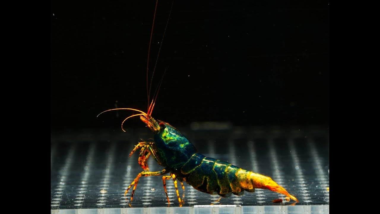 Q&A z Galactic Shrimps &ndash; co chcecie wiedzieć o Caridinach?