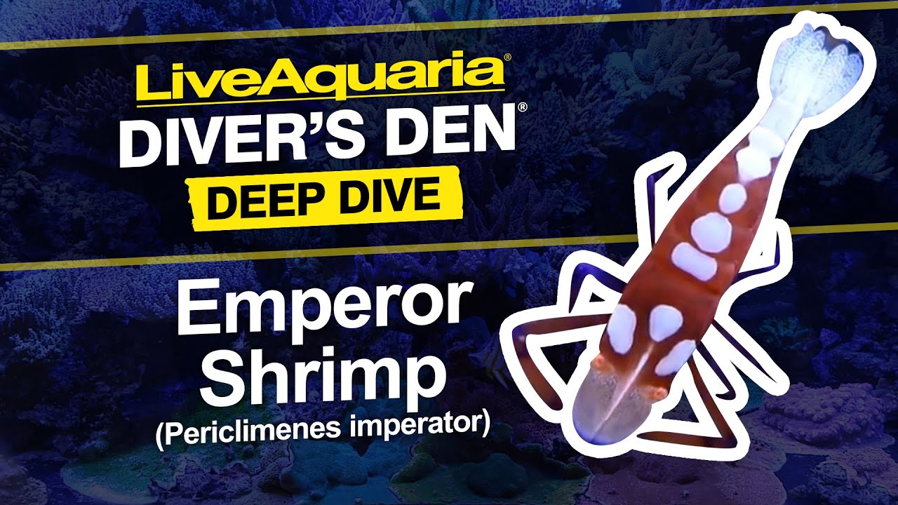 LiveAquaria® Diver’s Den® Deep Dive: Emperor Shrimp (Periclimenes imperator)