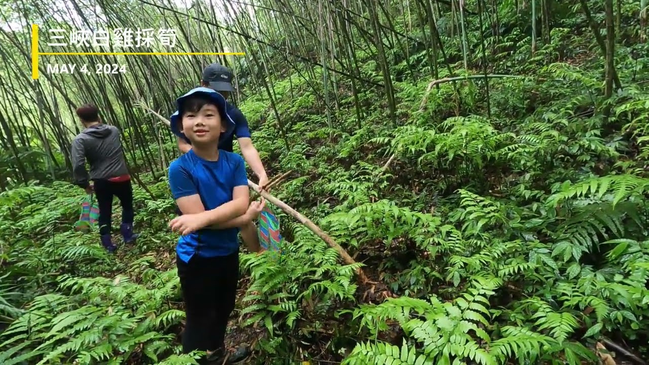 三峽白雞 | 趕上桂竹筍尾聲，白雞山上採筍兼運動