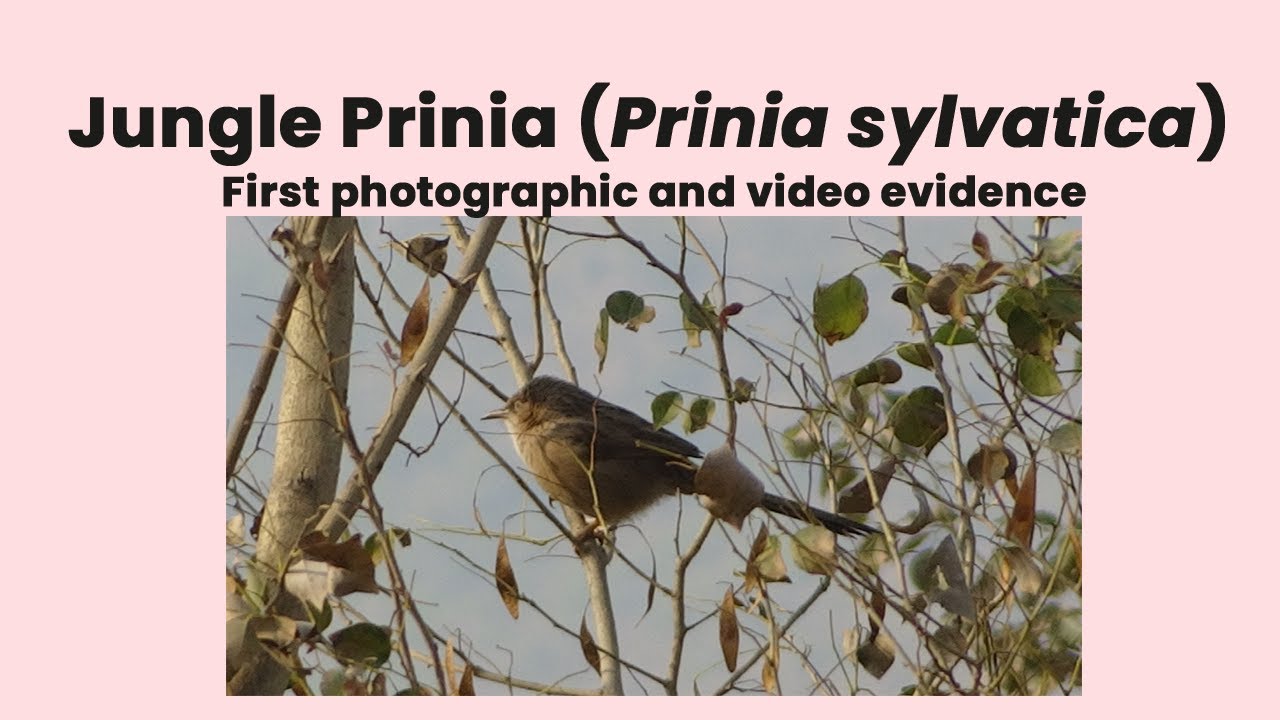 First Record of Jungle Prinia (Prinia sylvatica) from Pakistan 🇵🇰 | BiodiversiGrapher&reg;