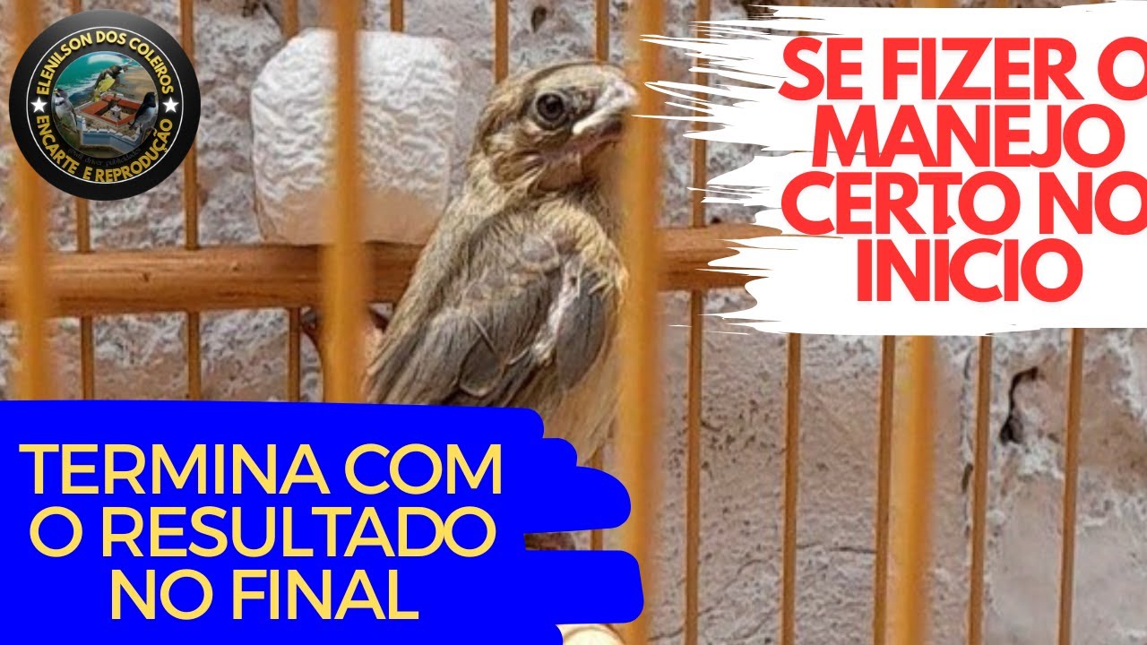 MANEJO CERTO DESDE O INÍCIO FAZ TODA DIFERENÇA”“O SEGREDO ESTÁ NO COMEÇO”