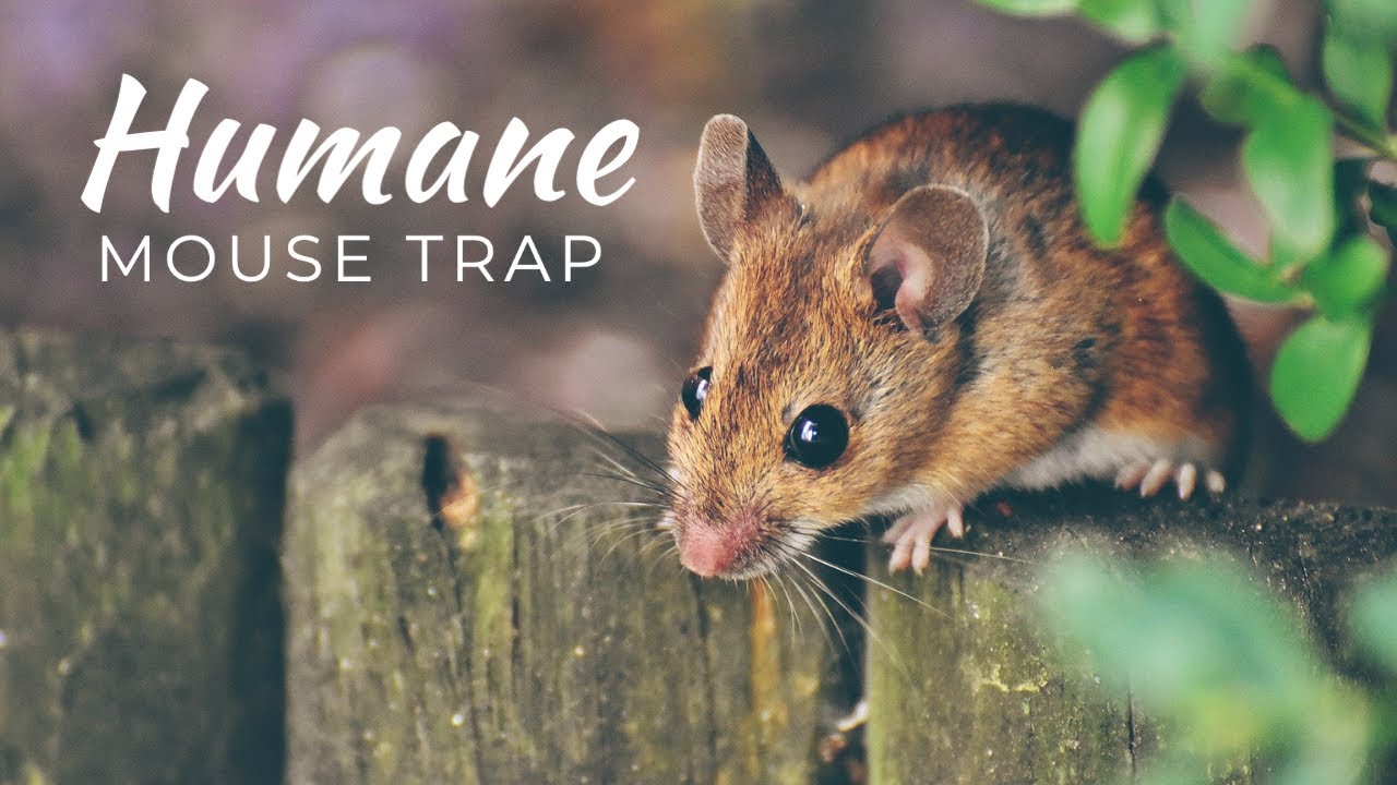 How to Catch a Mouse - The Best Mouse Trap in 2020 - Authenzo Humane