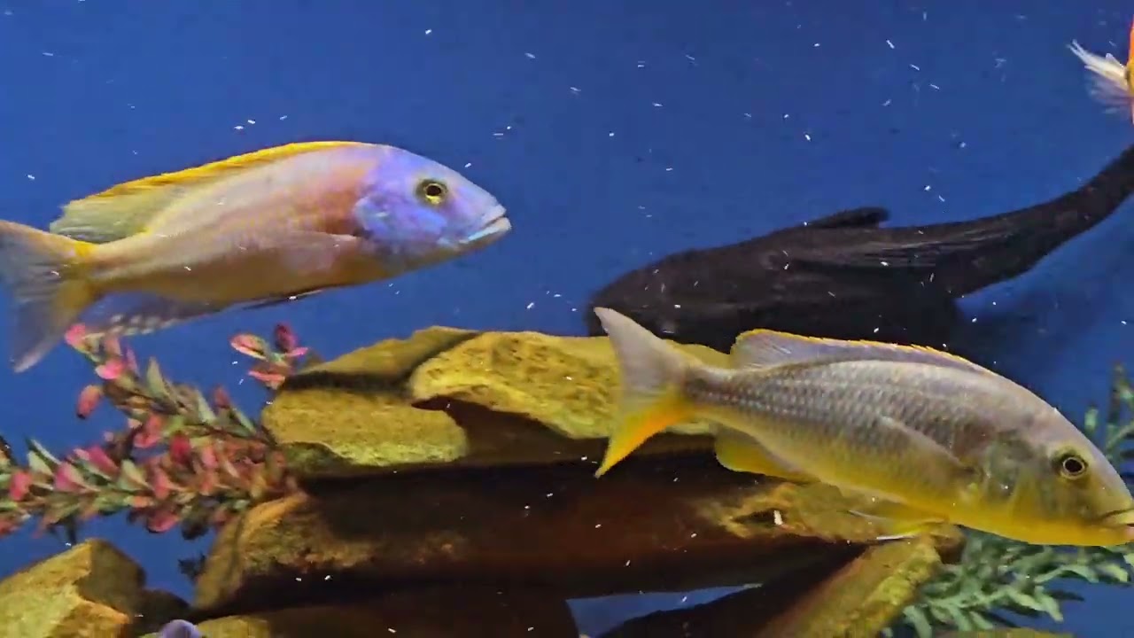 How To Make Malawi Cichlids More Colorful