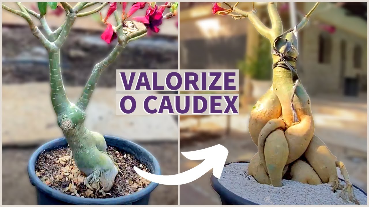 REPLANTIO ROSA DO DESERTO ADULTA | Viúva Negra