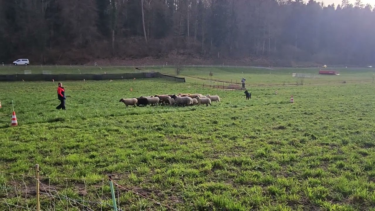 2026 2nd World Herding Beauceron Championship in Switzerland 