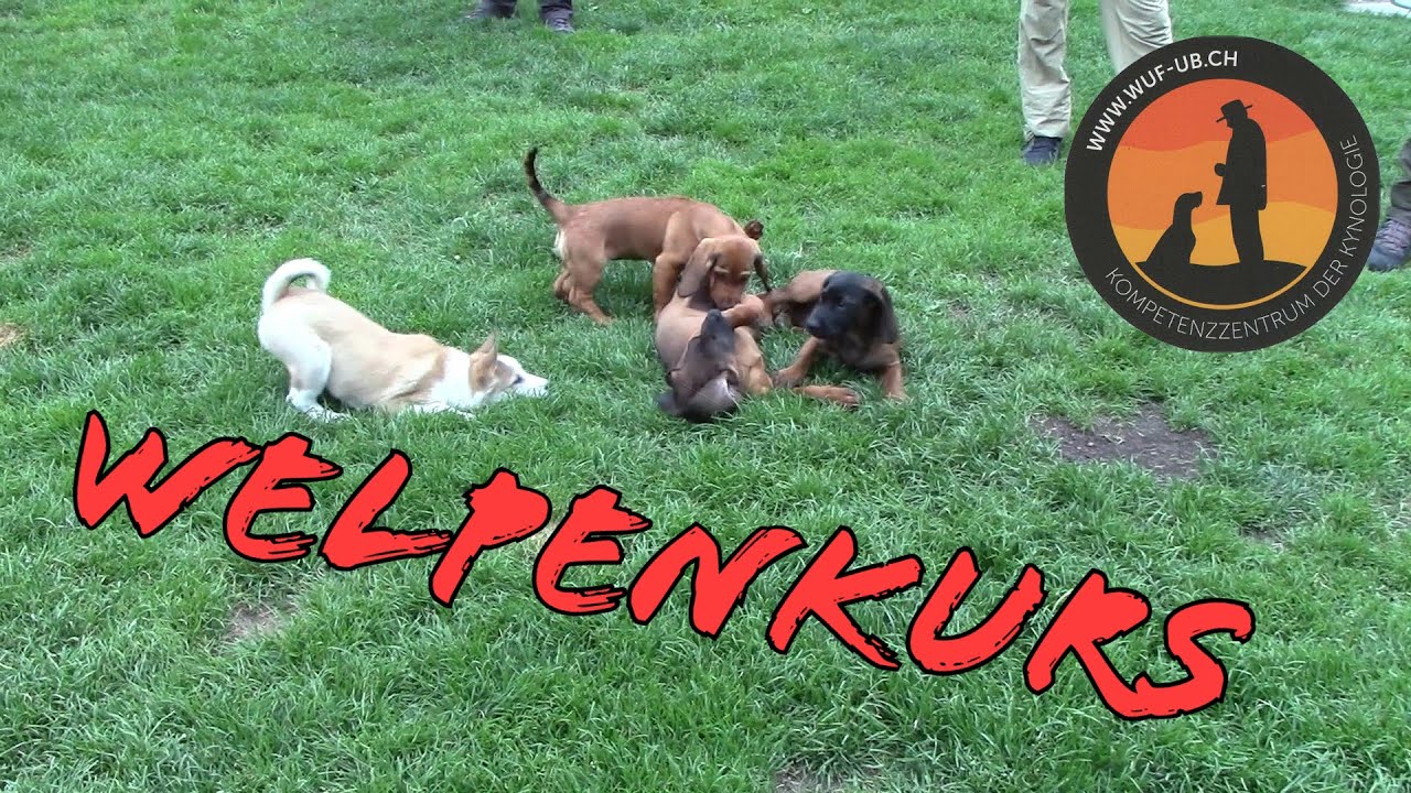 Welpenkurs in der Gruppe - Spiel, Anlagenf&ouml;rderung und Konditionierung | Hundeschule U.B.