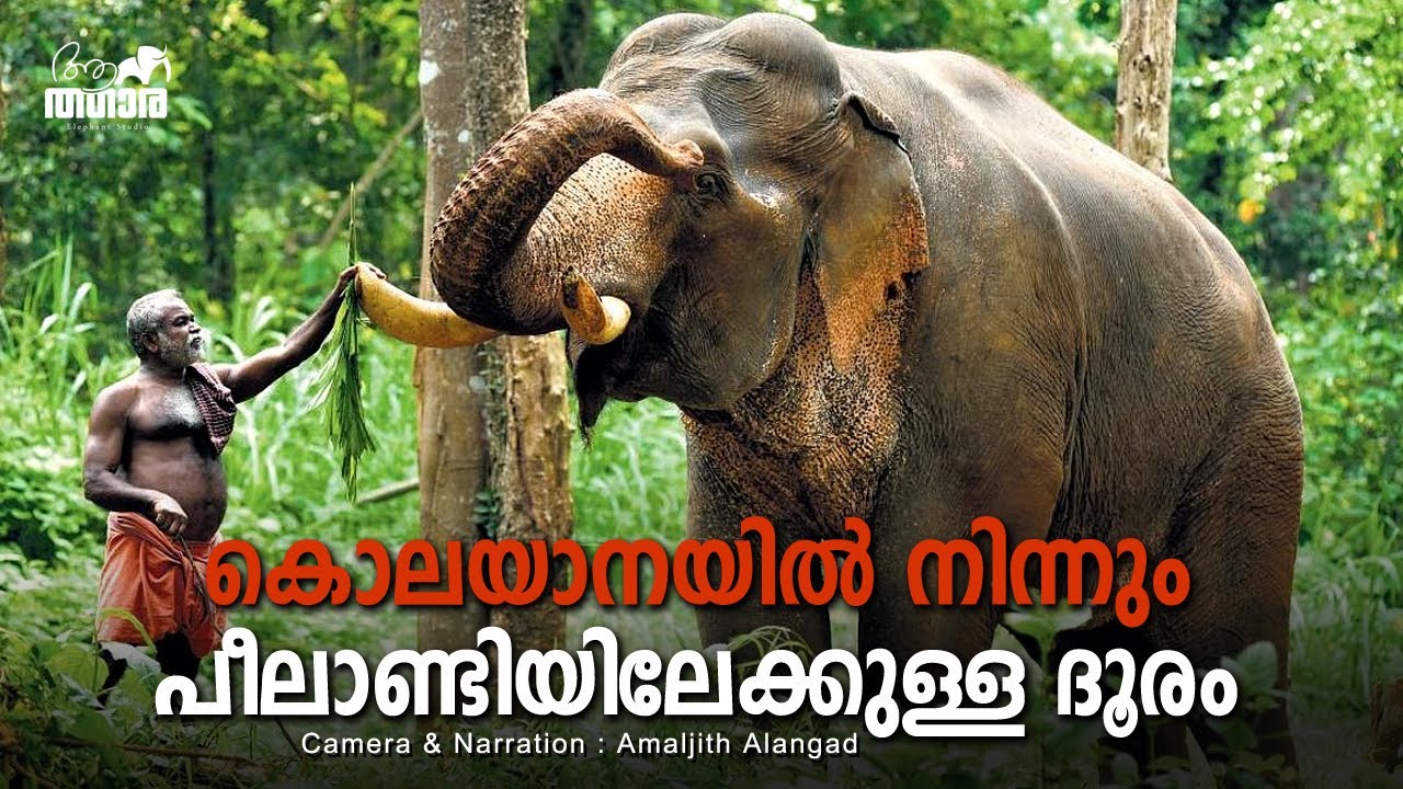 9 പേരെ കൊന്ന് കാടും നാടും വിറപ്പിച്ചത് ഇവൻ തന്നെയാണോ? Peelandi Chandru Elephant | പീലാണ്ടി | Kodanad
