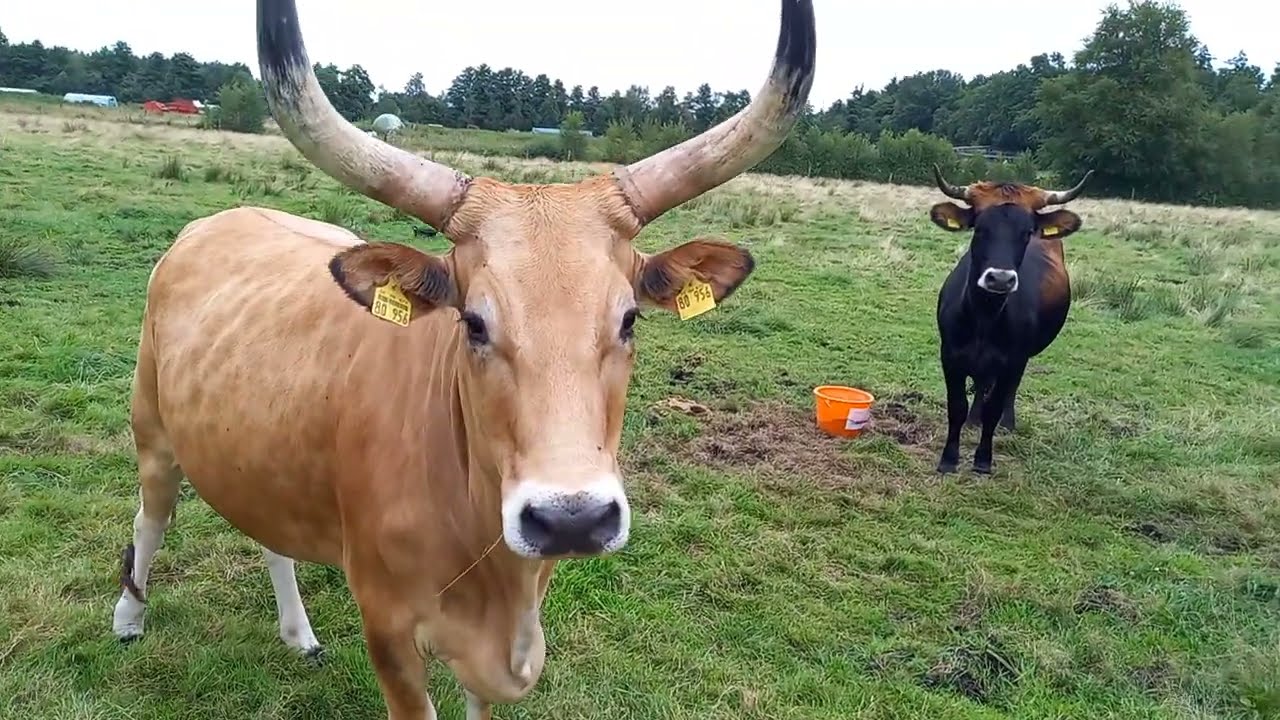 Ernie und seine Mädels wechseln die Weide, Enzo will nicht mit 