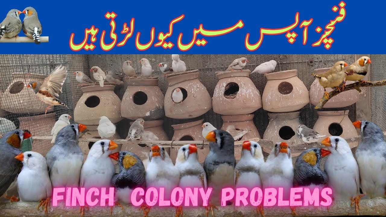 Finches Colony Problem | Khubaib Pets