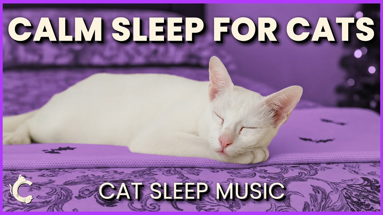 Cat Sleep Music 🐾 Soft Dreamy Tones for Deep Relaxation & Comfort | Calm Tail