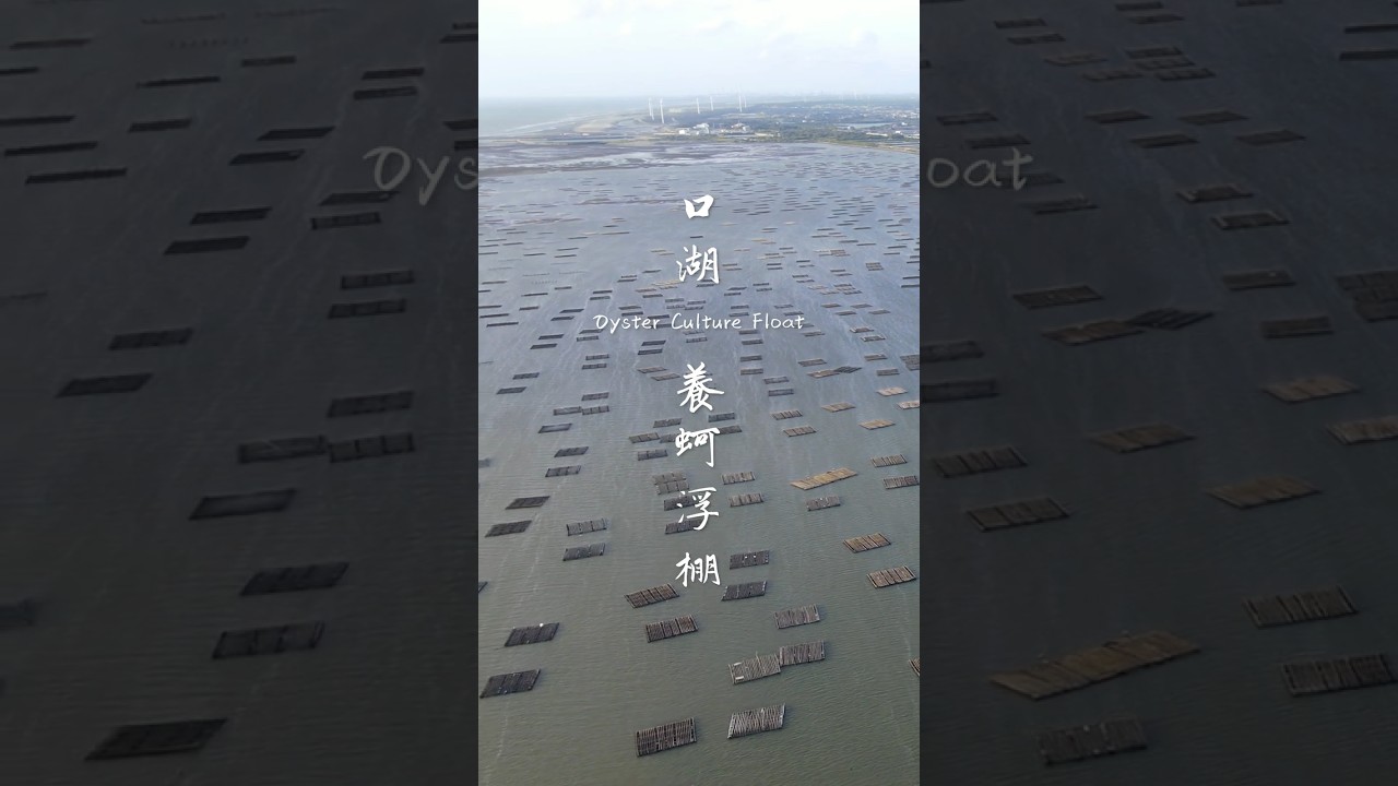 EP5 口湖養蚵浮棚  #taiwan #travel #drone #dji #sea