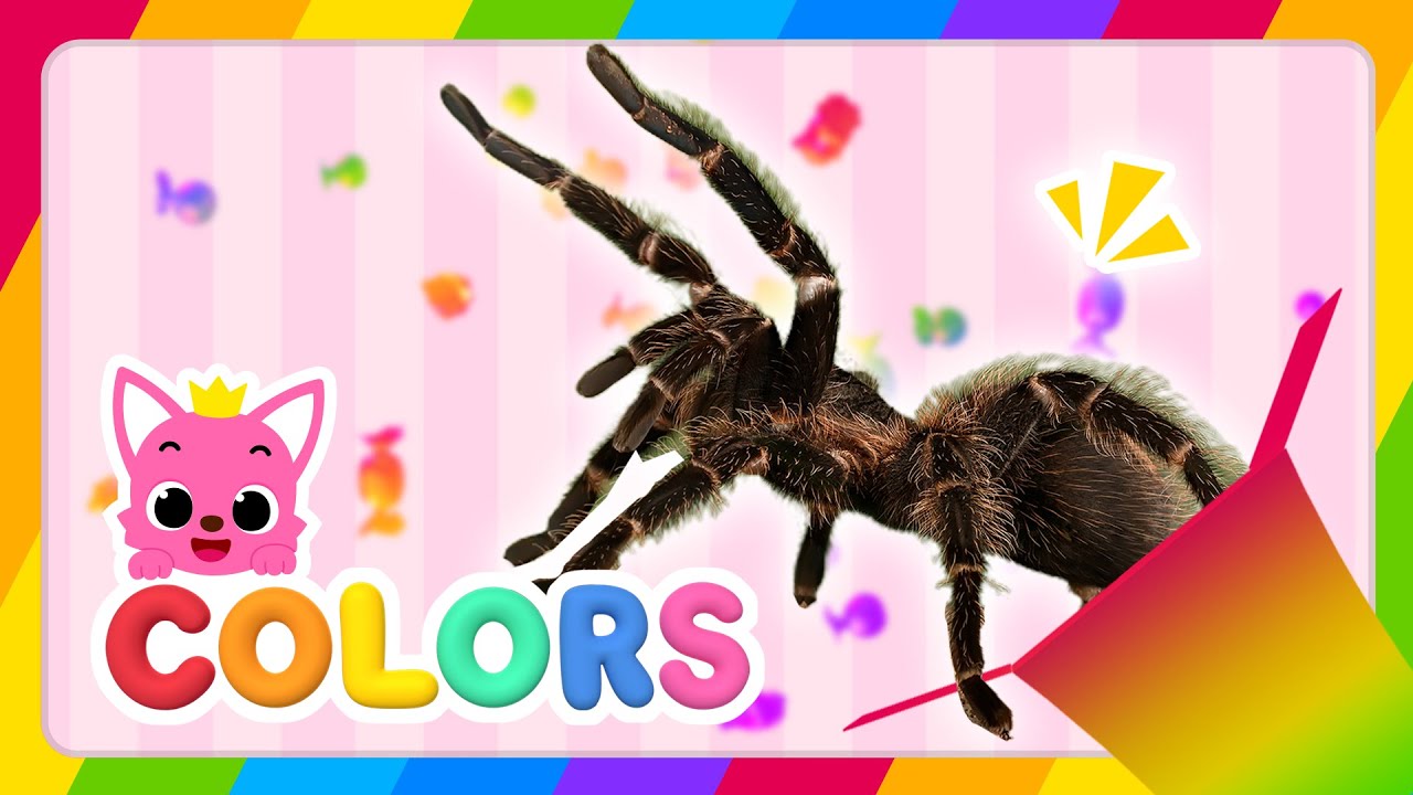 [NEW!] Learn Colors with Insects : Tarantula | 🎁Surprise Box | Colors for Kids | Pinkfong & Hogi