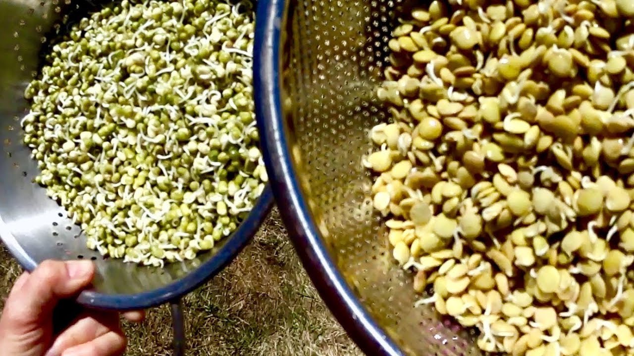 Sprouting Organic Lentils and Mung Beans