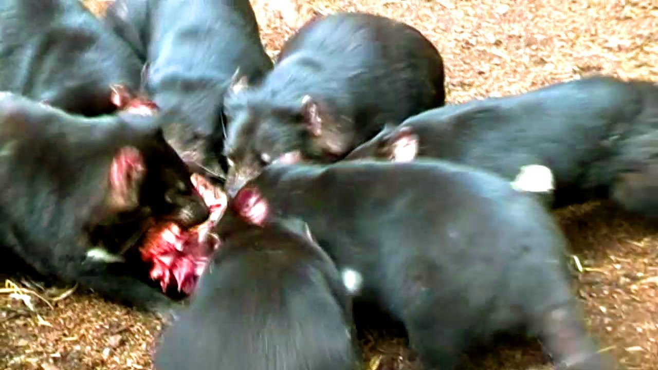 TAZ DEVIL FEEDING FRENZY