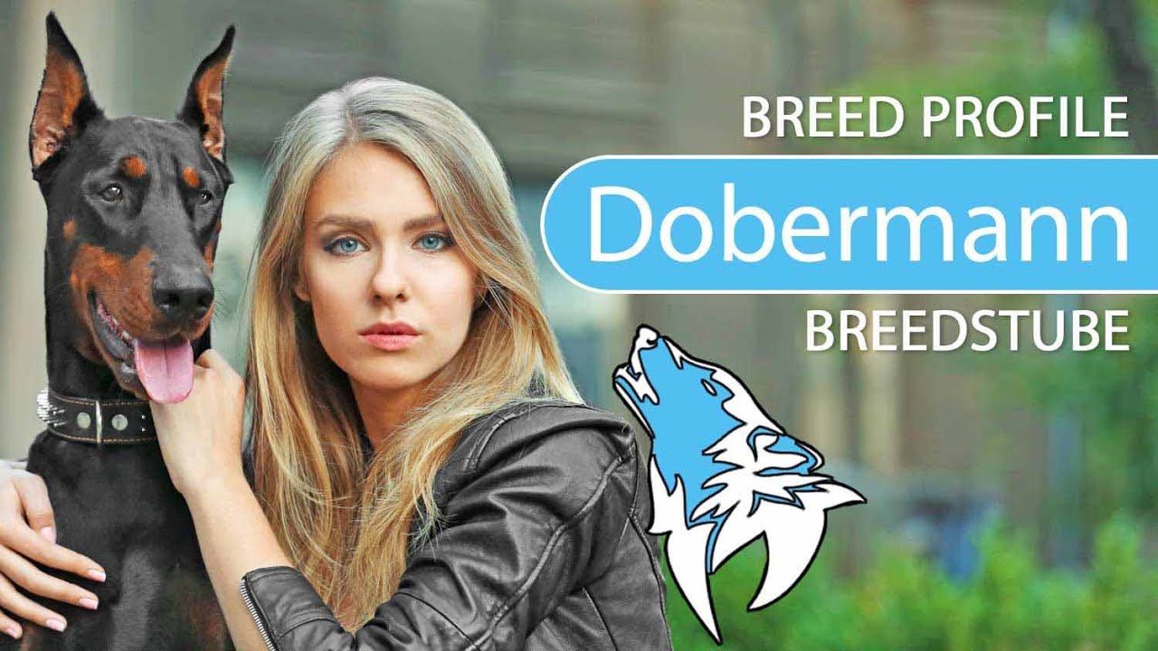 ► Doberman Pinscher Breed [2020] Temperament & Training