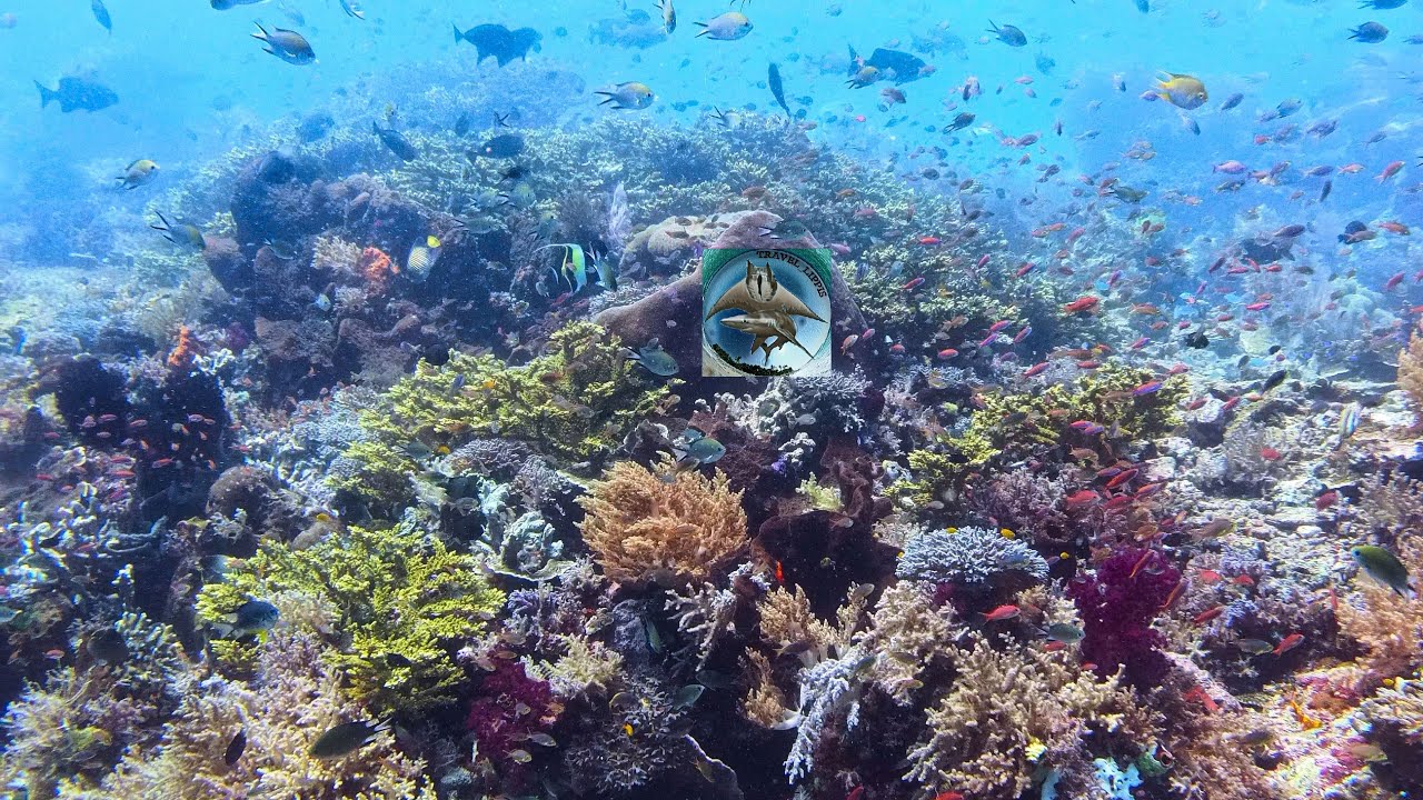 Nord Molukken Tauchen Proco Island Halmahera 2024 - Korallendreieck Scubadiving Indonesien Haie Dive