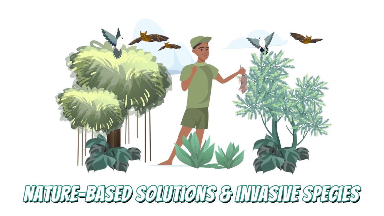 Nature-Based Solutions to Fight Invasive Species in Pacific Island Communities