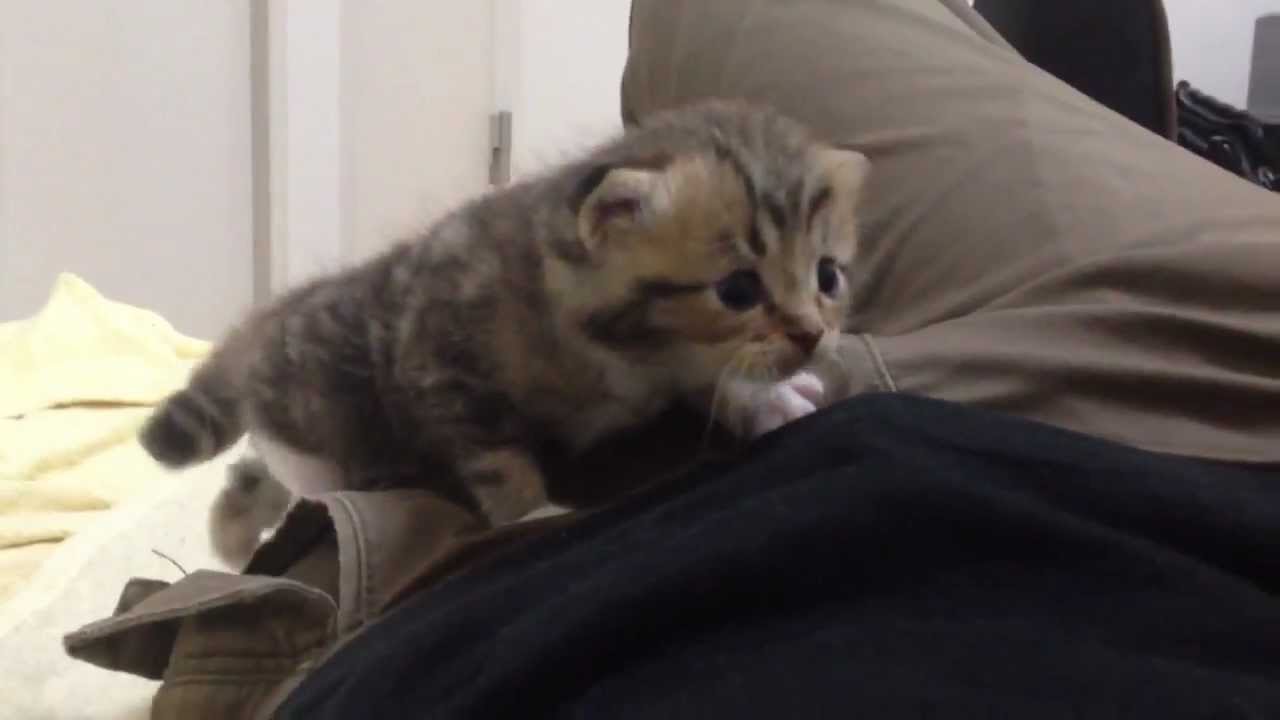 人懐こい赤ちゃんネコ friendly kitten