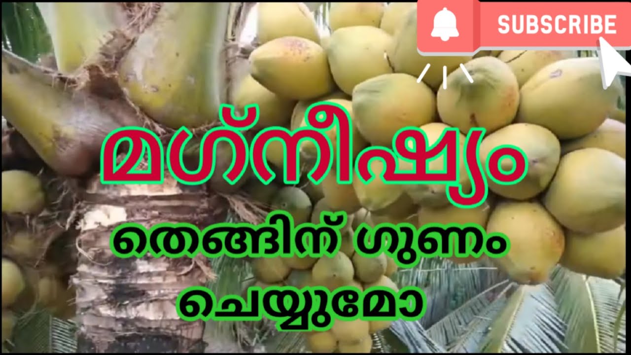 ഒരു തെങ്ങിന് വർഷത്തിൽ എത്ര മഗ്‌നീഷ്യം മണ്ണിൽ ചേർത്ത് കൊടുക്കാം #surprisehunter #coconut #magnesium