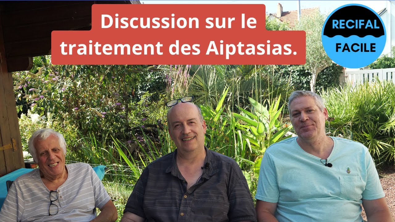 Les Aiptasias, comment les éliminer ?